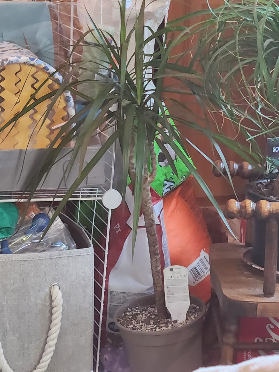 Customer photo review of Cacti & Succulent Mix