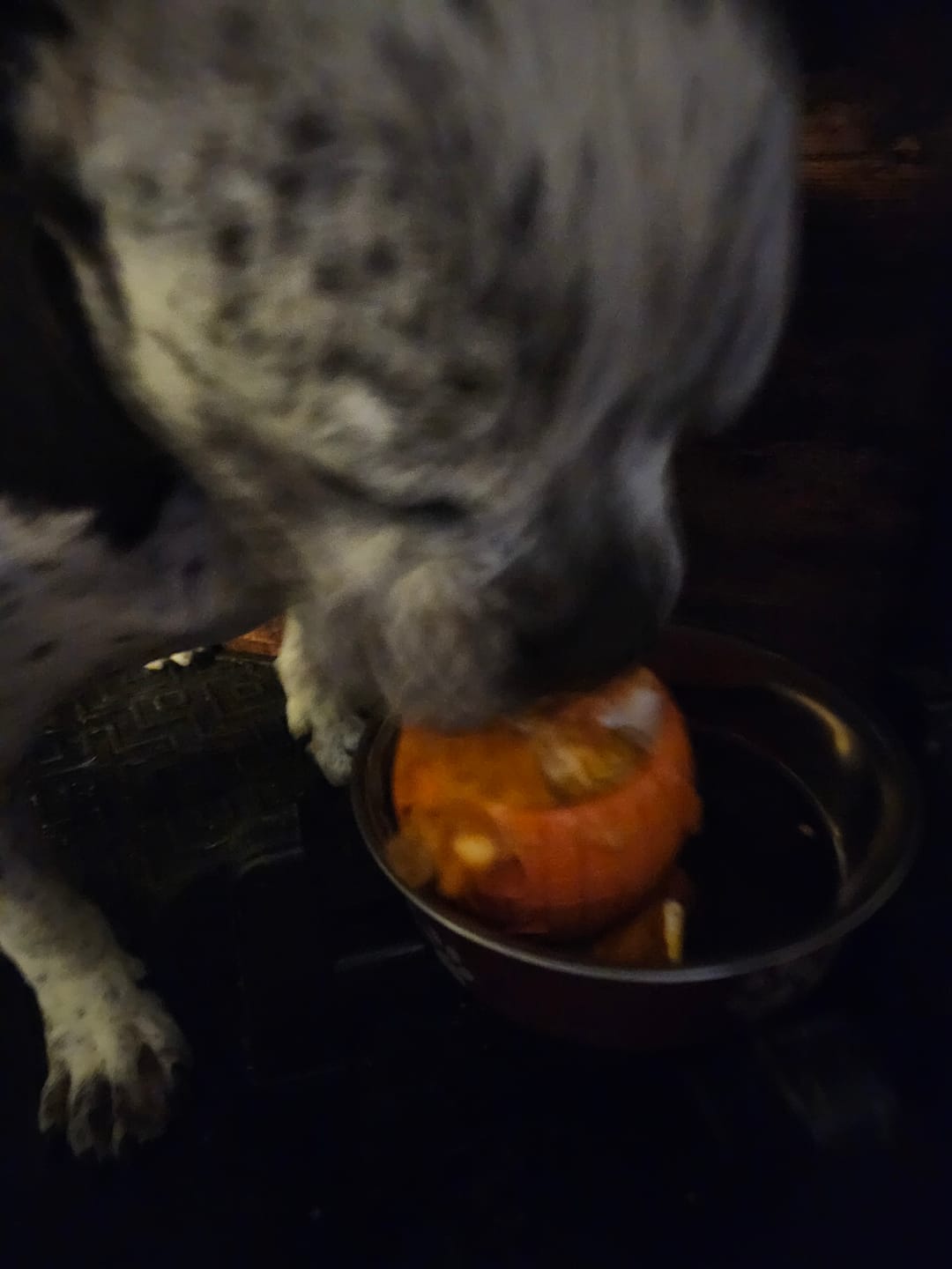 Customer photo review of FreezPumpkin Limited Halloween Edition Dog Toy