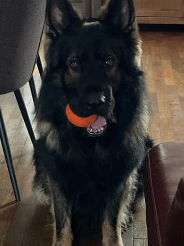 Customer photo review of Balle indestructible chien