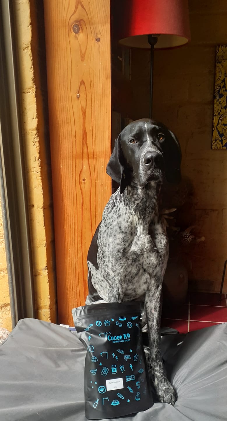 Customer photo review of Australian Beef Bully Sticks 8"