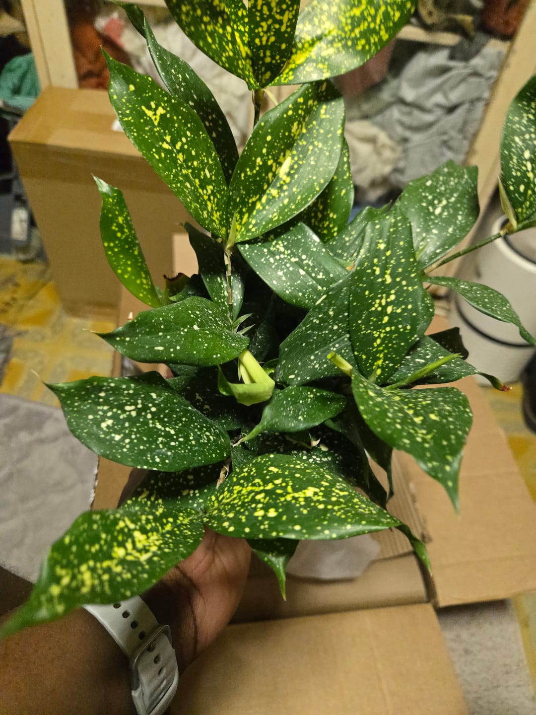 Customer photo review of Dracaena surculosa 'Florida Beauty'
