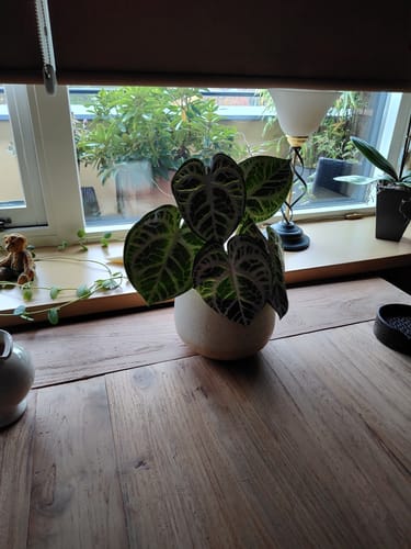 Customer photo review of Calathea Kunstplant 30cm