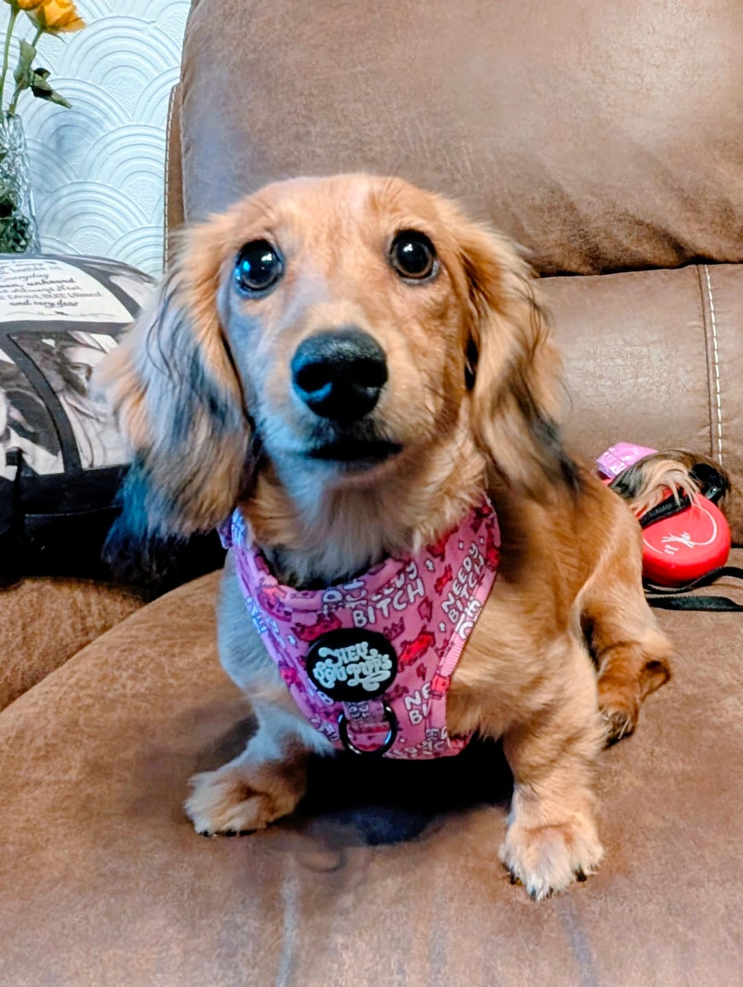 Customer photo review of Needy bi**h harness
