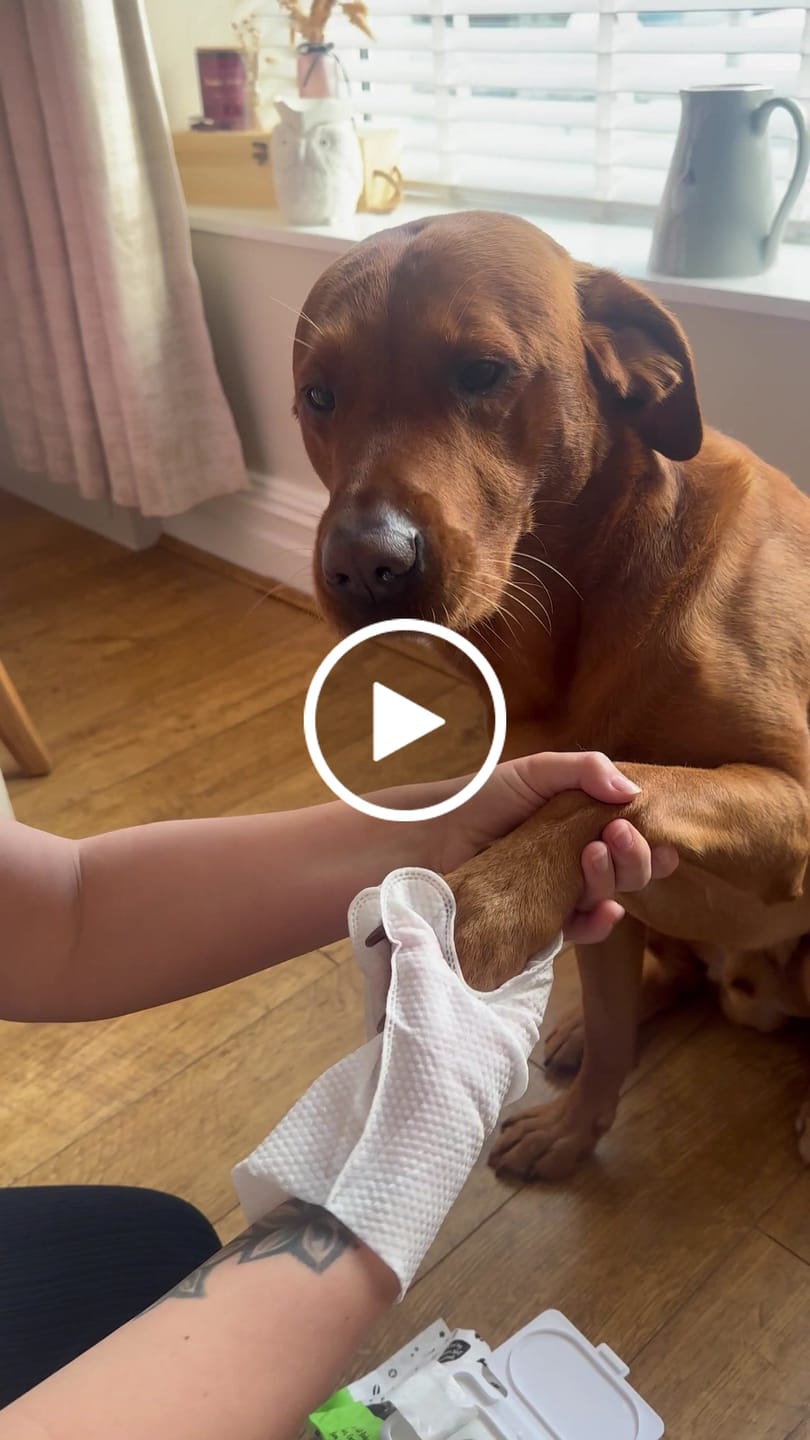 Customer video review of Glove Pet Wipes for Full Body, Bum & Paws