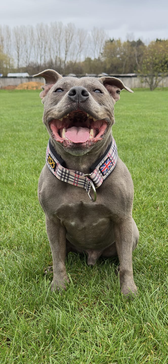 Customer photo review of Staffordshire Bull Terrier 1935® Martingale Collar - Staffburry Beige