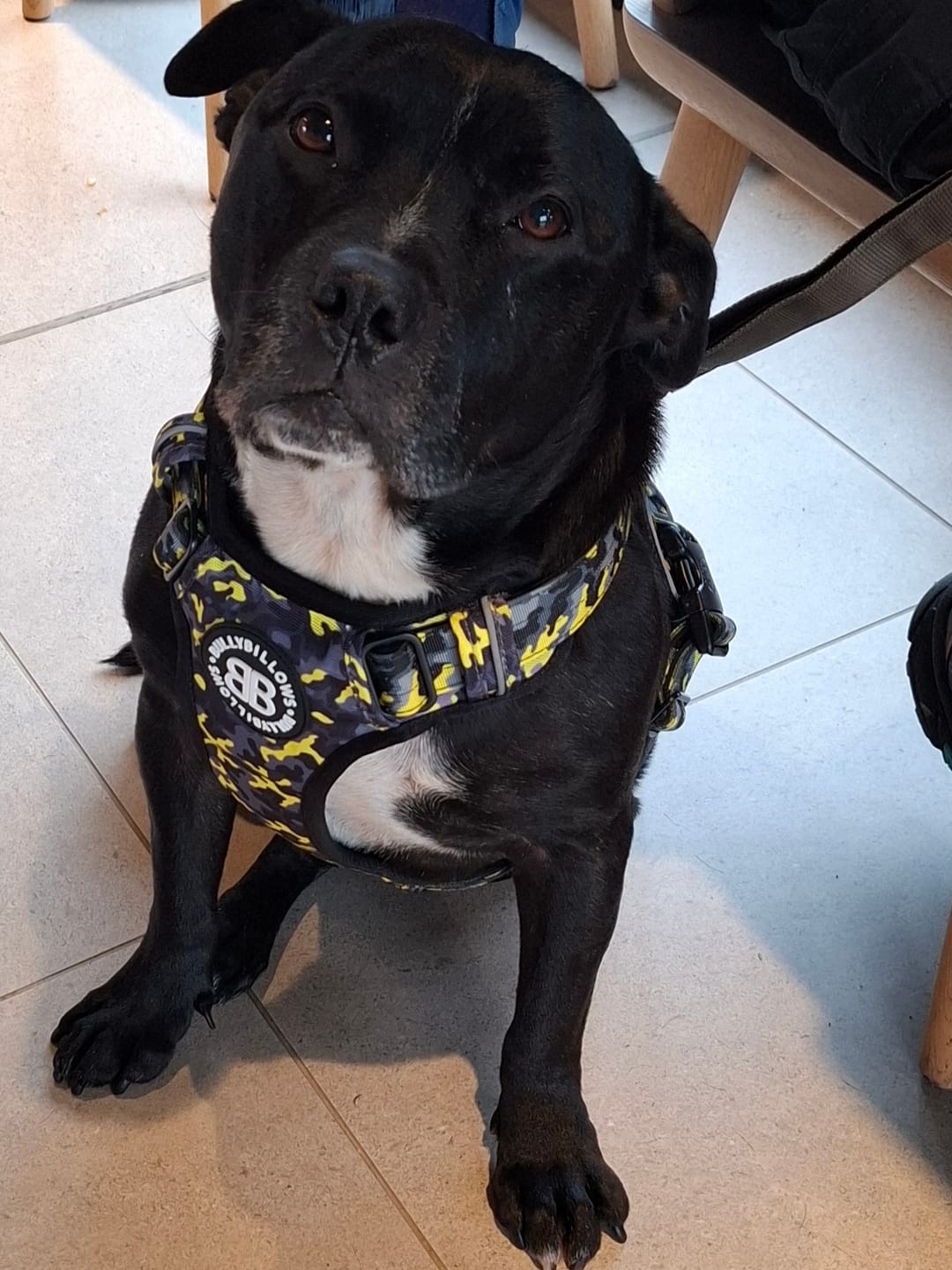Customer photo review of Comfort Premium Harness | Non Restrictive - Lightning