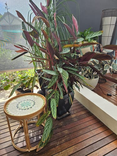 Customer photo review of Oasis Rattan Table