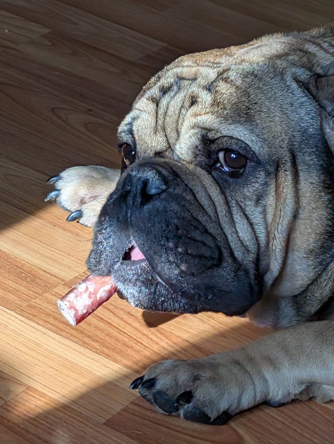 Customer photo review of 6 Inch Monster Bully Stick