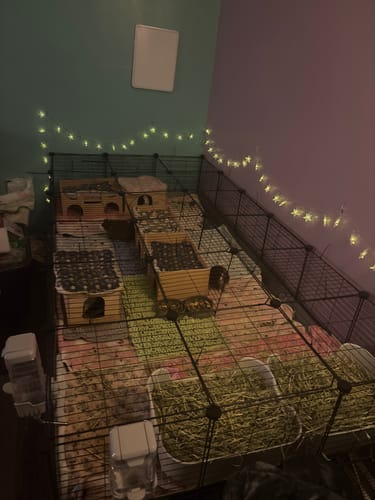 Customer photo review of White 3x2 C&C Cage with Stand