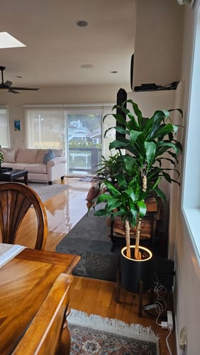 Customer photo review of Aura | Medium Round LED Planter - Luna White
