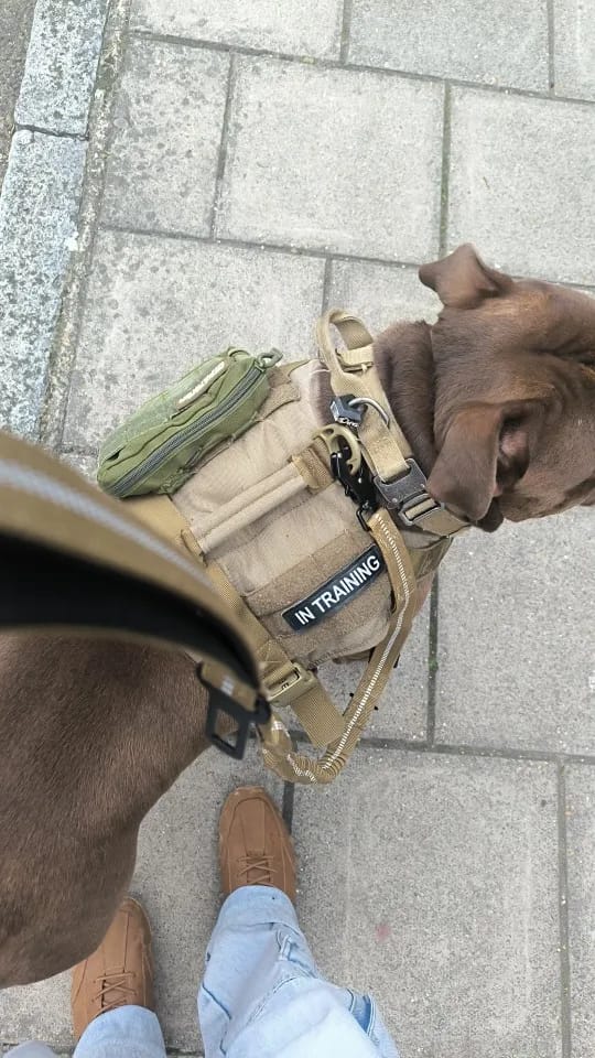 Customer photo review of Bungee Leash