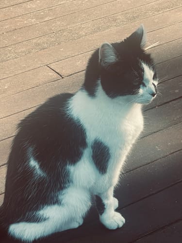 Customer photo review of 2x Blisso Advanced Cat Probiotic | Cat Probiotic for Diarrhea & Kidney Support