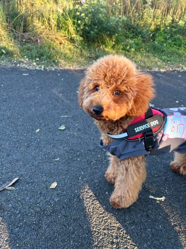 Customer photo review of FunFunPet 高機能ハーネス（お名前タグ作成サービス付き）