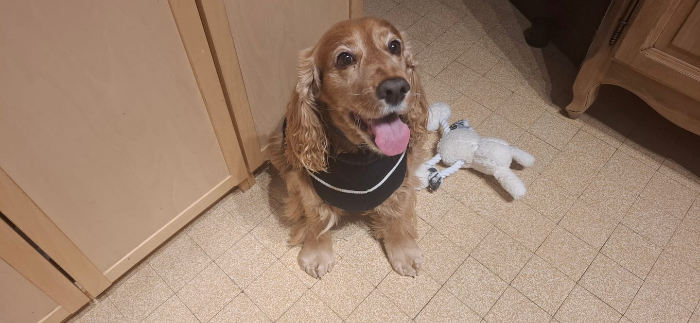 Customer photo review of Pâtées riches en bœuf & aux petits pois (Chien adulte)