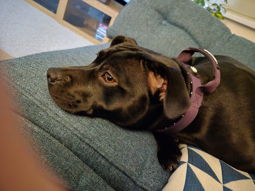 Customer photo review of Bullyion All Action® Dog Collar with Handle Tactical Military Grade 2.5cm Width Small