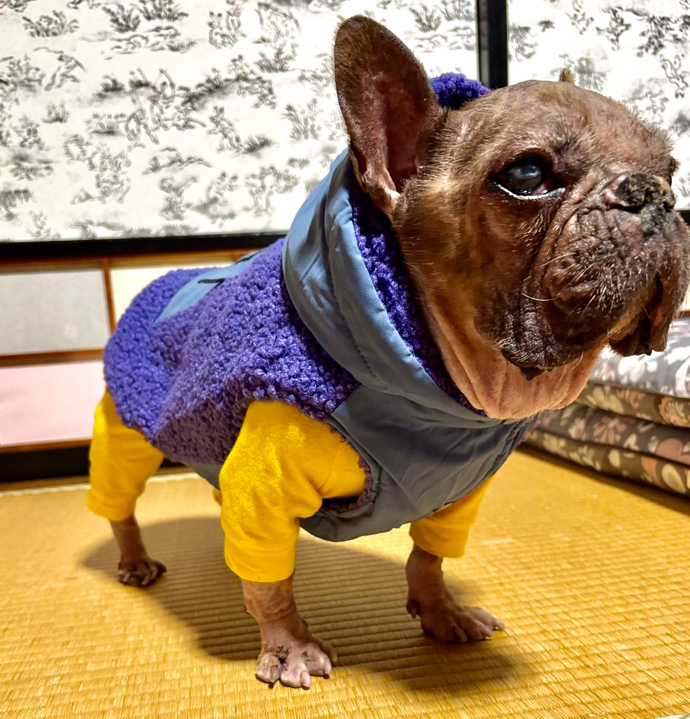 Customer photo review of Reversible Sherpa Jacket - Purple and Blue