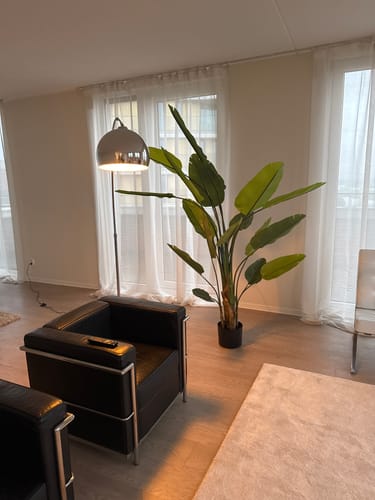 Customer photo review of Strelitzia Kunstplant 210cm