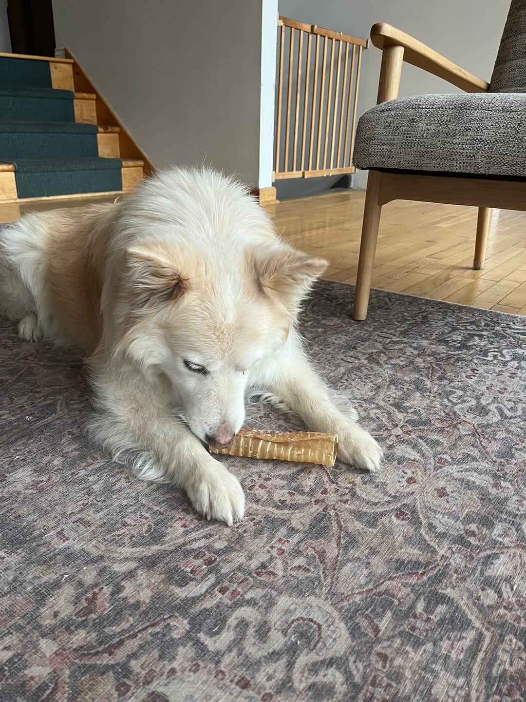 Customer photo review of 6 Inch Beef Trachea