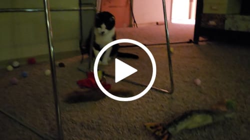 Customer video review of SPEEDY TAIL 2.0