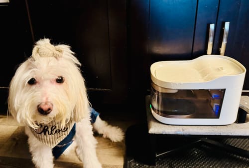 Customer photo review of Wireless Weight-Sensing Pet Fountain