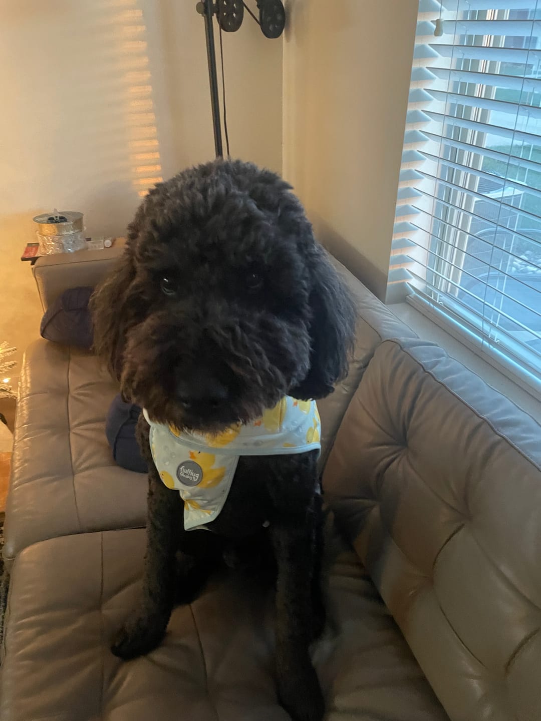 Customer photo review of Rain Jacket - You Quack Me Up!