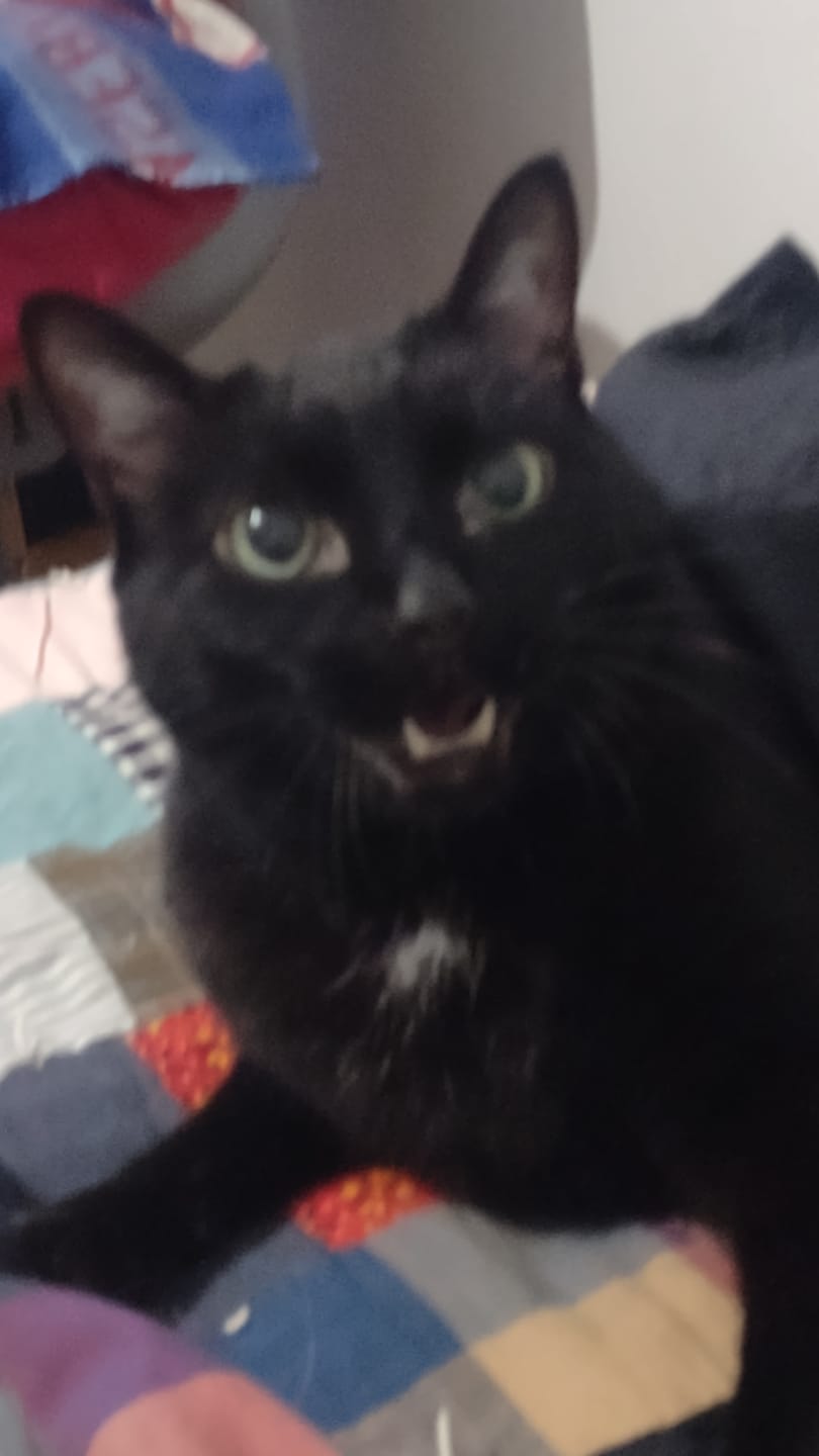 Customer photo review of Cat Calming & Aggression Aid
