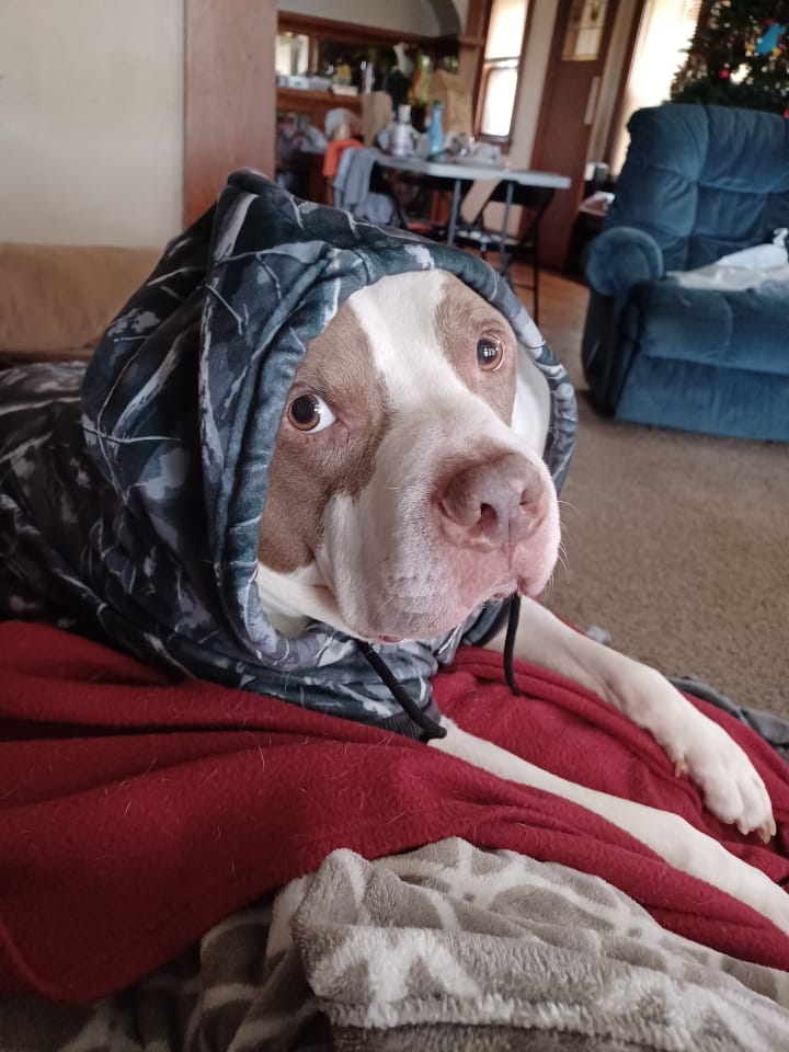 Customer photo review of Concrete Wood Dog Hoodie - Asphalt