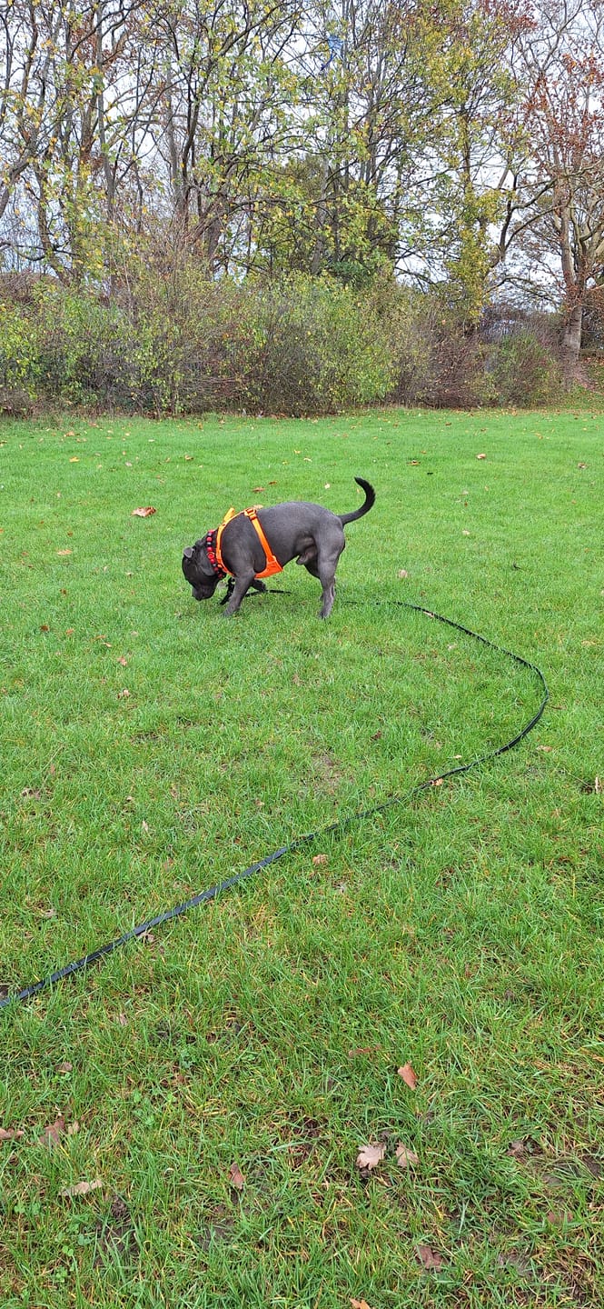 Customer photo review of 10m Recall Billowthane® Lead | Waterproof - Matte Black