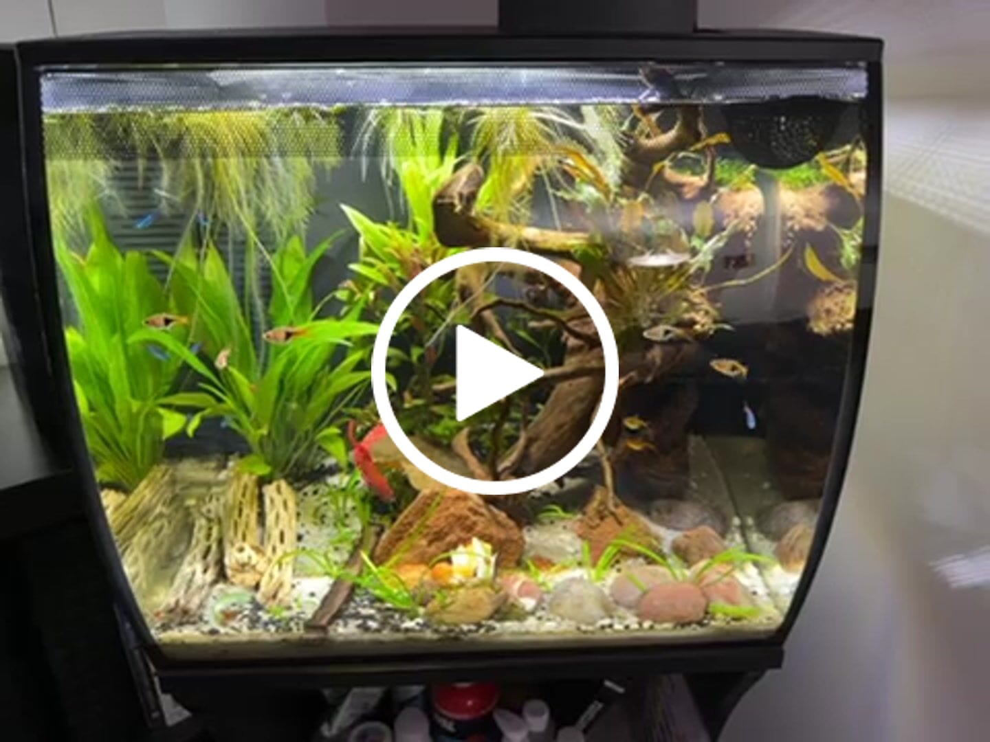 Customer video review of Fluval Flex 2.0 Aquarium Kit Black