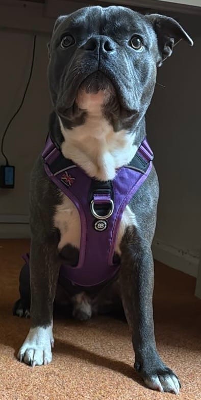 Customer photo review of Anti Pull Hurricane Harness Lighter | With Handle - Purple