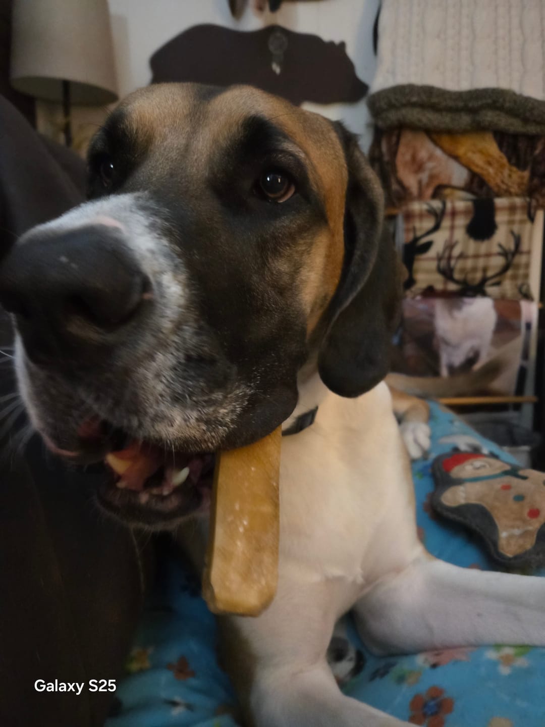 Customer photo review of Himalayan Yak Chew (MEGA)
