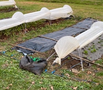 Customer photo review of Bio360 Biodegradable Mulch