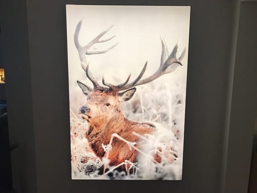 Customer photo review of Wechselmotiv | Rothirsch im Winter | Hochformat