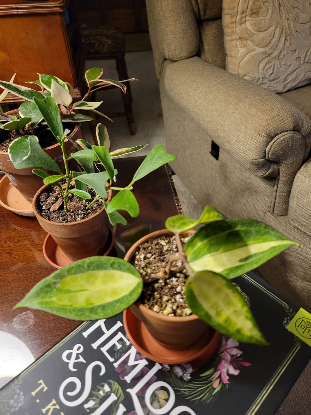 Customer photo review of Hoya latifolia 'Pot of Gold'