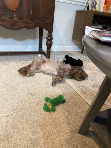 Customer photo review of USA Turkey Tendons