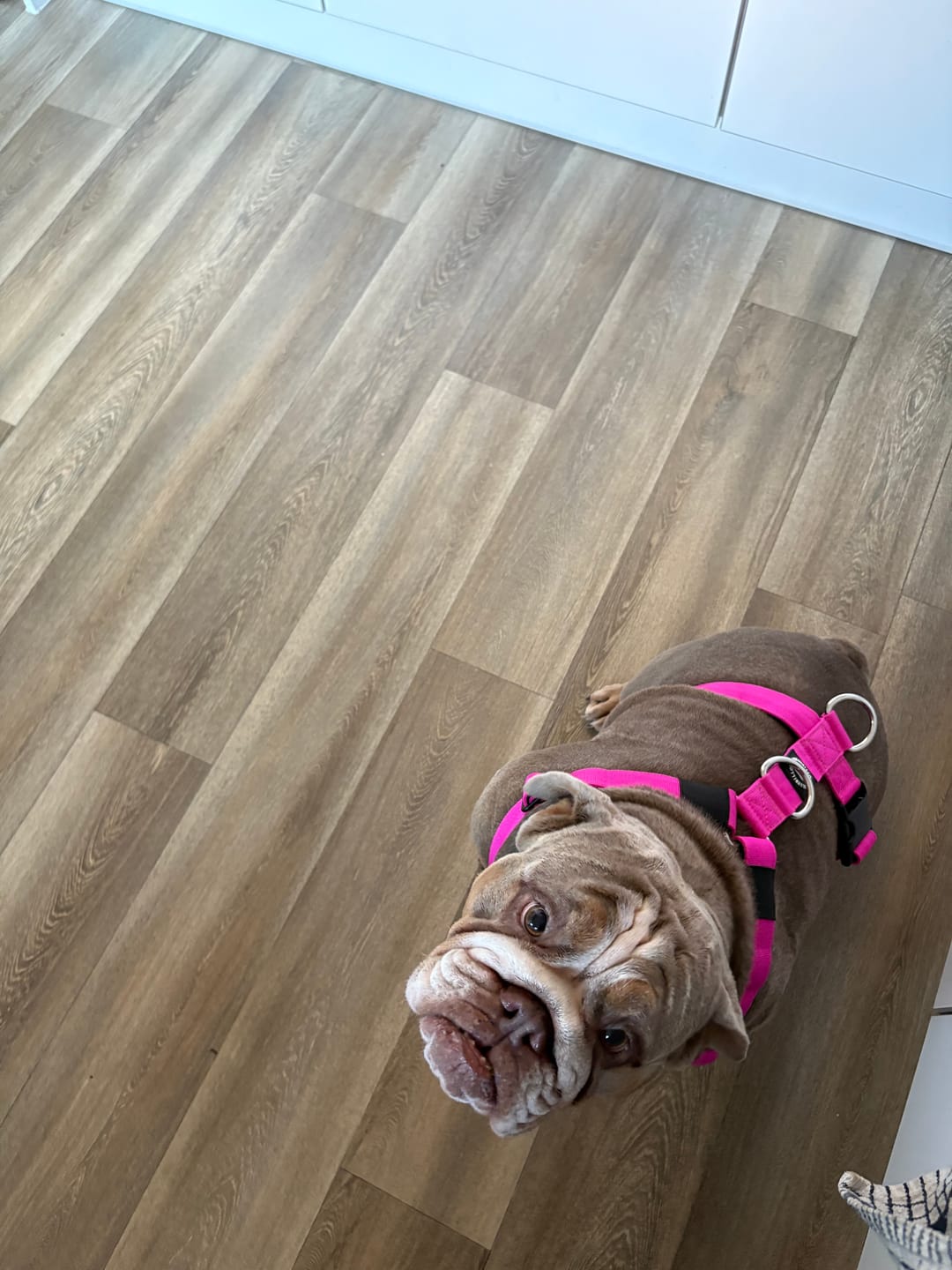 Customer photo review of Training Anti Pull TRI-Harness® | M-XL Breeds - Magenta