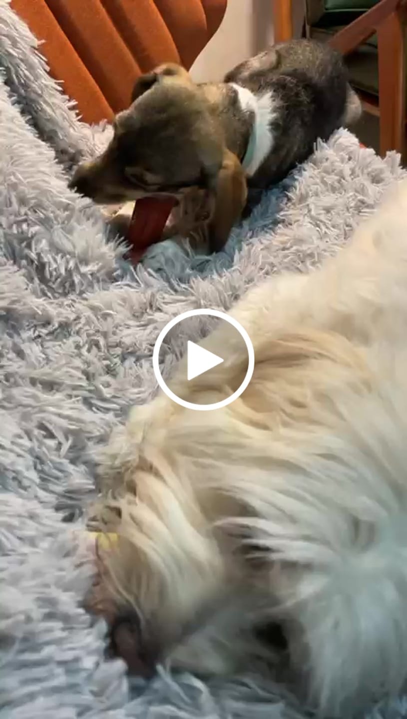 Customer video review of Cobija Impermeable para Perros