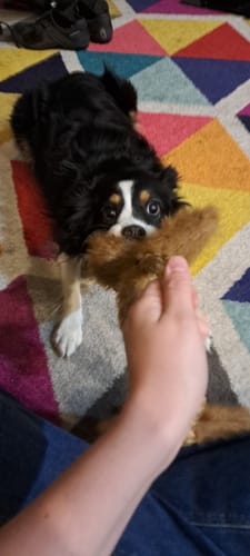 Customer photo review of Wibbleez - Stretch & Squeak