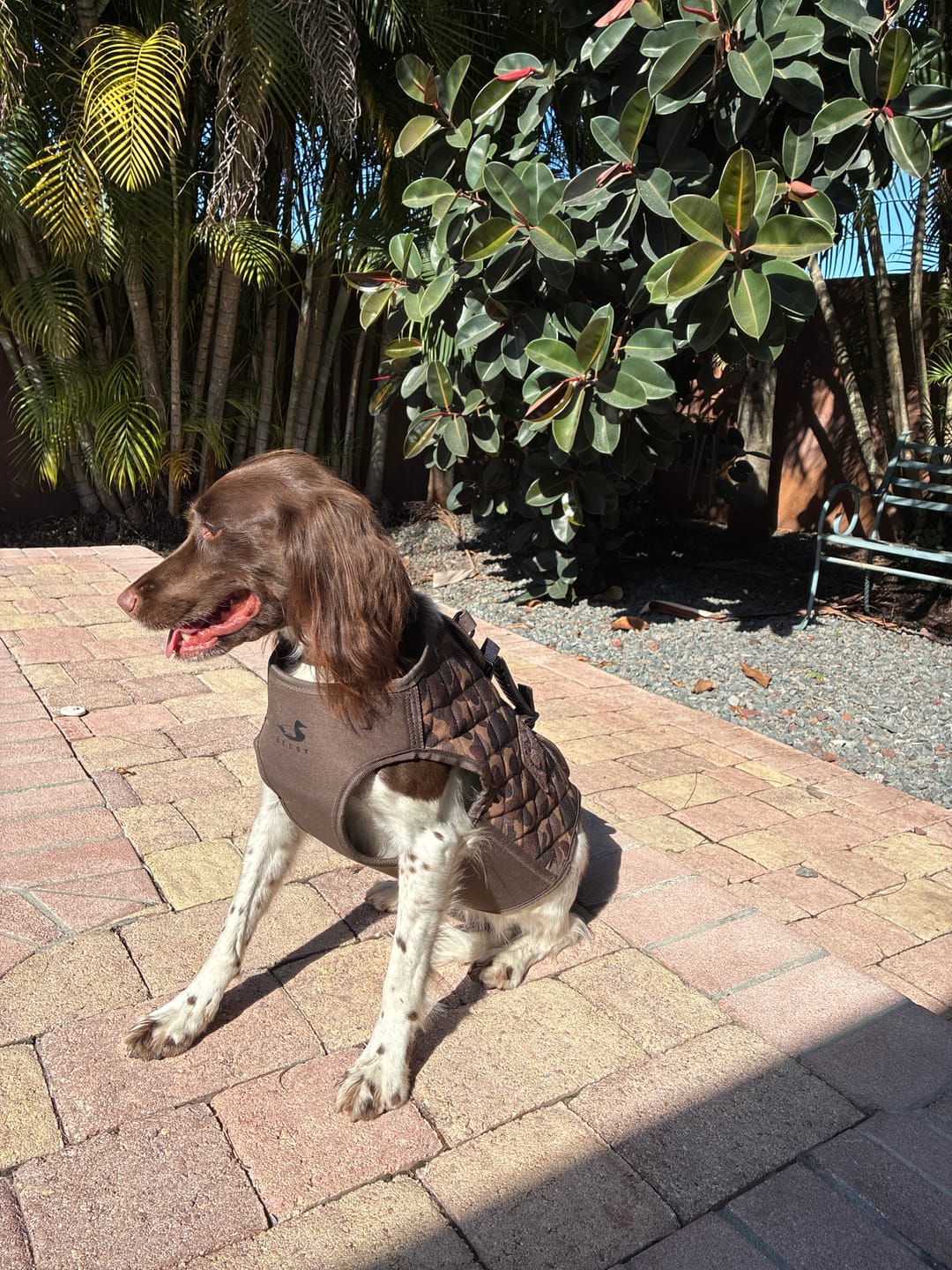 Customer photo review of Dog Collar