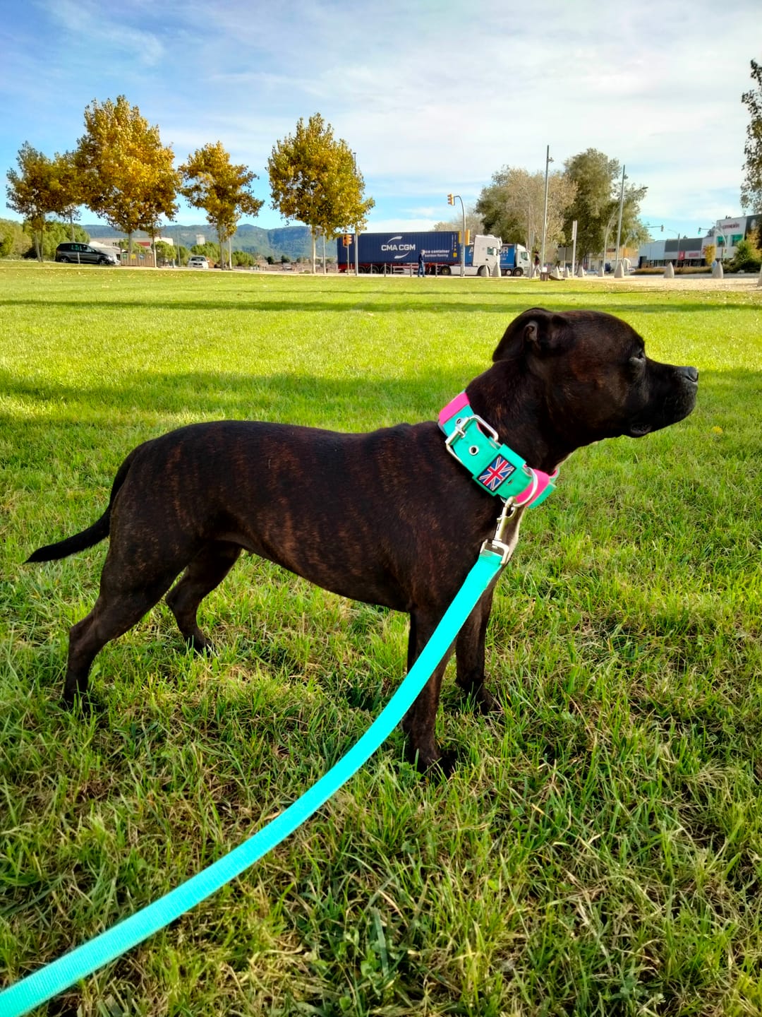 Customer photo review of Staffordshire Bull Terrier 1935® Nylon Leash - Maya & Bonnie - Mint Flamingo - Normal
