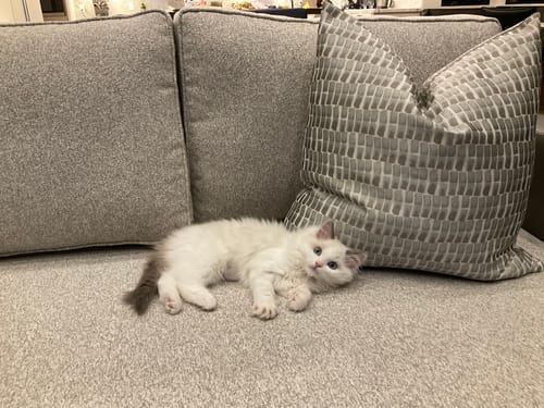 Customer photo review of Silvery Patches Pillow Cover