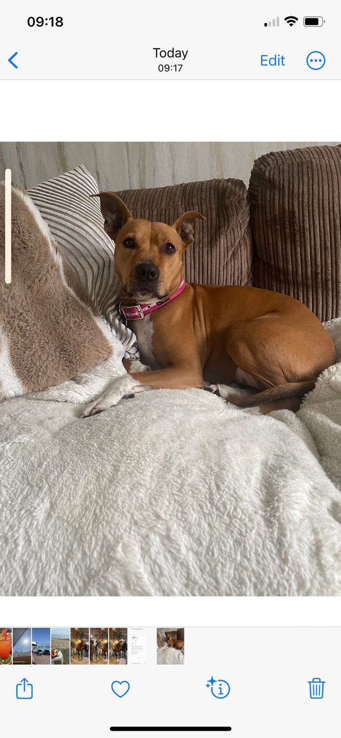 Customer photo review of Total Urinary Care Treats for Dogs