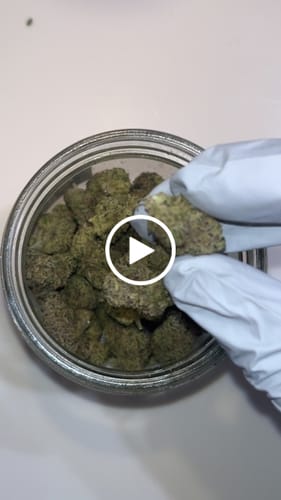Customer video review of Dank Lemons THCA Flower - Cheap OZ
