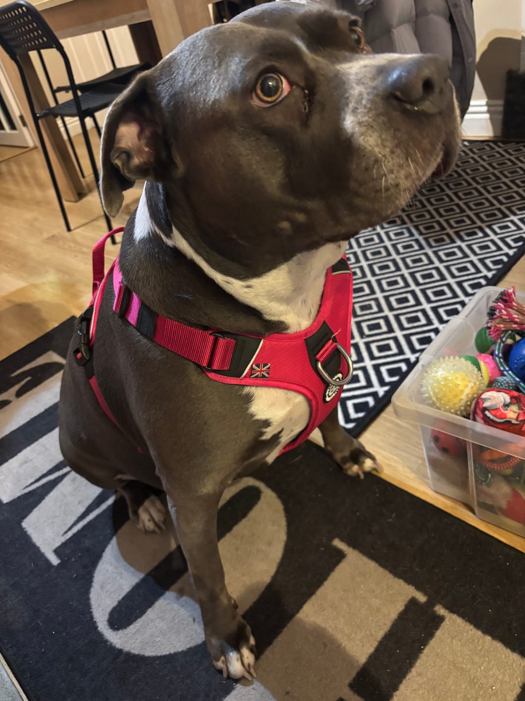 Customer photo review of Anti Pull Hurricane Harness Lighter | With Handle - Carminerose