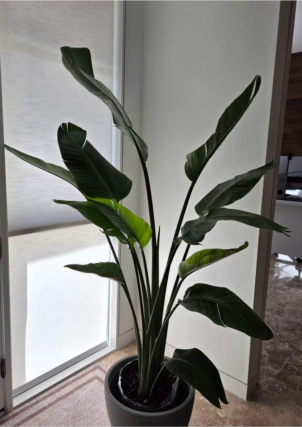 Customer photo review of Bird of Paradise White, Strelitzia Nicolai