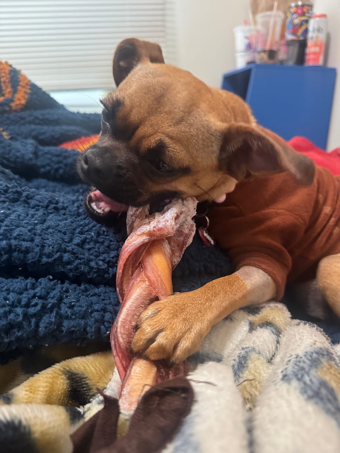 Customer photo review of 1 LB Chew Pack