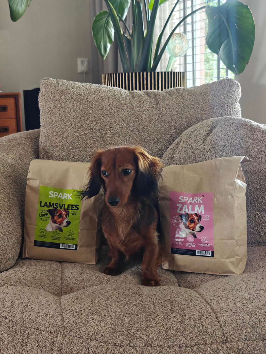 Customer photo review of Volwassen - Klein - Lamsvlees met Zoete Aardappel & Munt