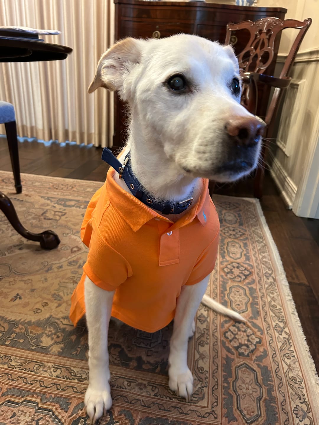 Customer photo review of Polo Ralph Lauren Cotton-Mesh Dog Polo Shirt