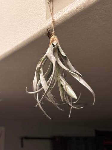 Customer photo review of Chiapensis Giant Form Offset *SALE!*