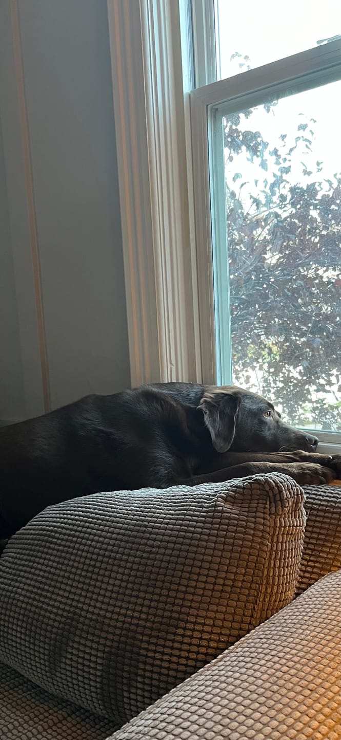 Customer photo review of Himalayan Yak Chew (EXTRA LARGE)